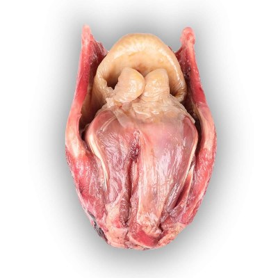 Larynx de bœuf frais